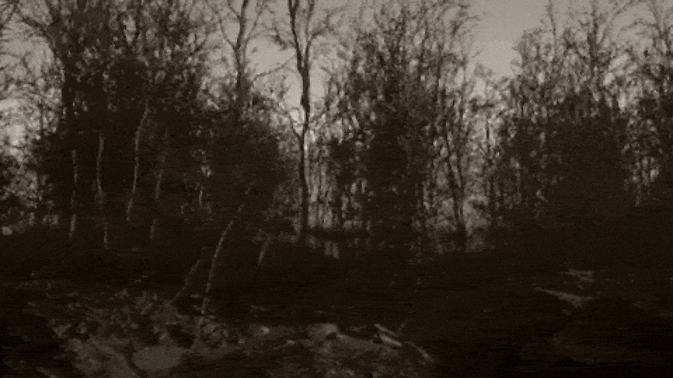 A moving view through the forest in ItLivesInTheWoods