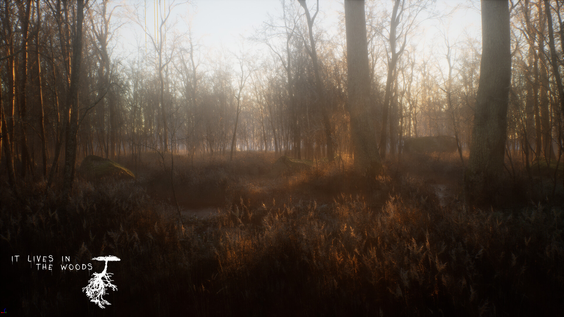 Sunlight cuts through the dense Canadian forest